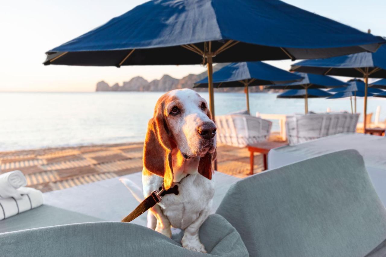 Corazon Cabo, A Noble House Resort 卡波圣卢卡斯 外观 照片
